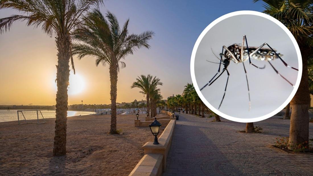 Strandpromenade der ägyptischen Stadt Hurghada am Roten Meer (Imago-Bild) und Bild einer Dengue-Mücke. (dpa-Bild)