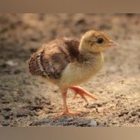 Da ist es: Am 17.8. wurde im Wittener Streichelzoo auf dem Hohenstein erstmals ein Pfauenküken geboren.