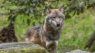 Symbolbild Wolf. Der Westerwälder Problemwolf hat im Kreis Altenkirchen drei Schafe gerissen. 