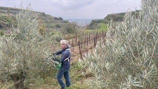 Gary Weiand erntet Oliven am Kaiserstuhl