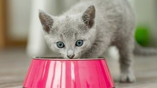 Junge Katze frisst aus einem Futter-Napf. Symbolbild für Stiftung Warentest Katzenfutter.