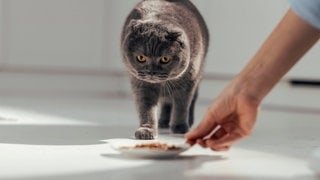 Einer grauen Katze wird Katzenfutter hingestellt