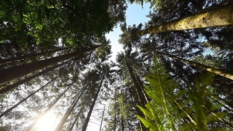 Die Sonne scheint durch Bäume im Nationalpark Schwarzwald. Die Fläche soll nach langer Dikussion nun erweitert werden.