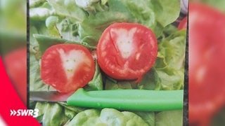 Ein lustiges Foto eines Lebensmittels, das eine halbierte Tomate zeigt. Das Fruchtfleisch sieht aus wie ein Ziegenkopf.