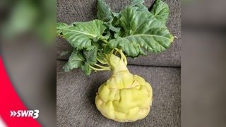 Ein lustiges Foto eines Lebensmittels, das einen Kohlrabi zeigt.