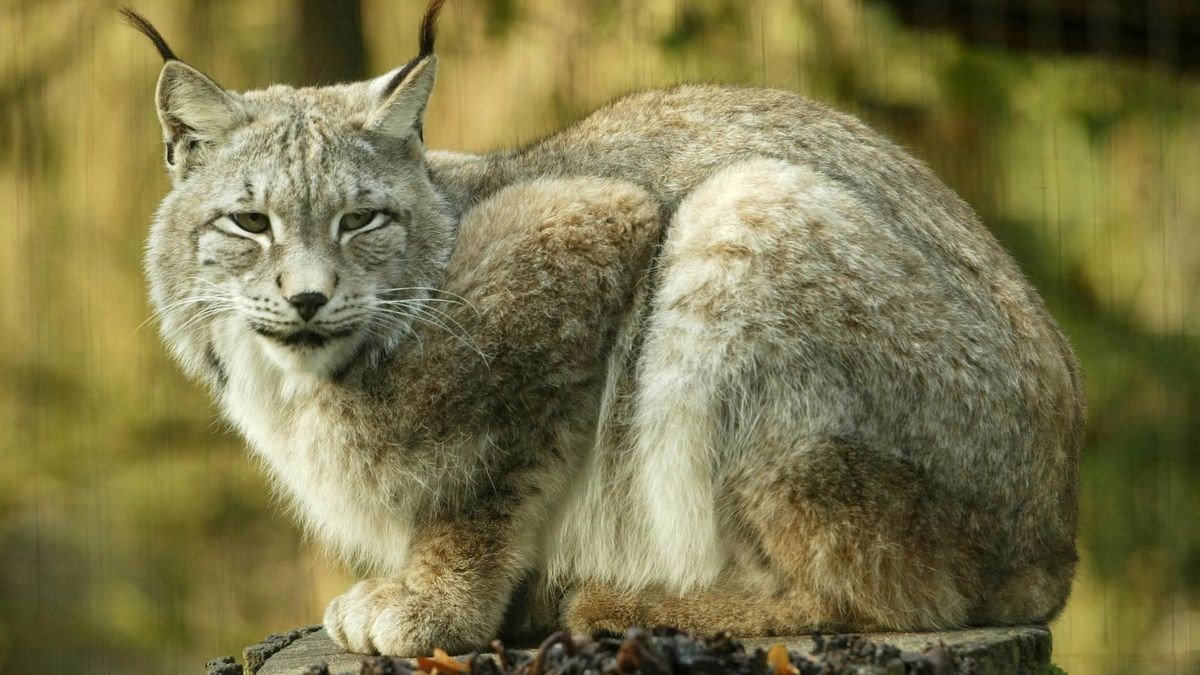 Ein Luchs sitzt im Allwetterzoo in Münster auf einem Baumstamm.