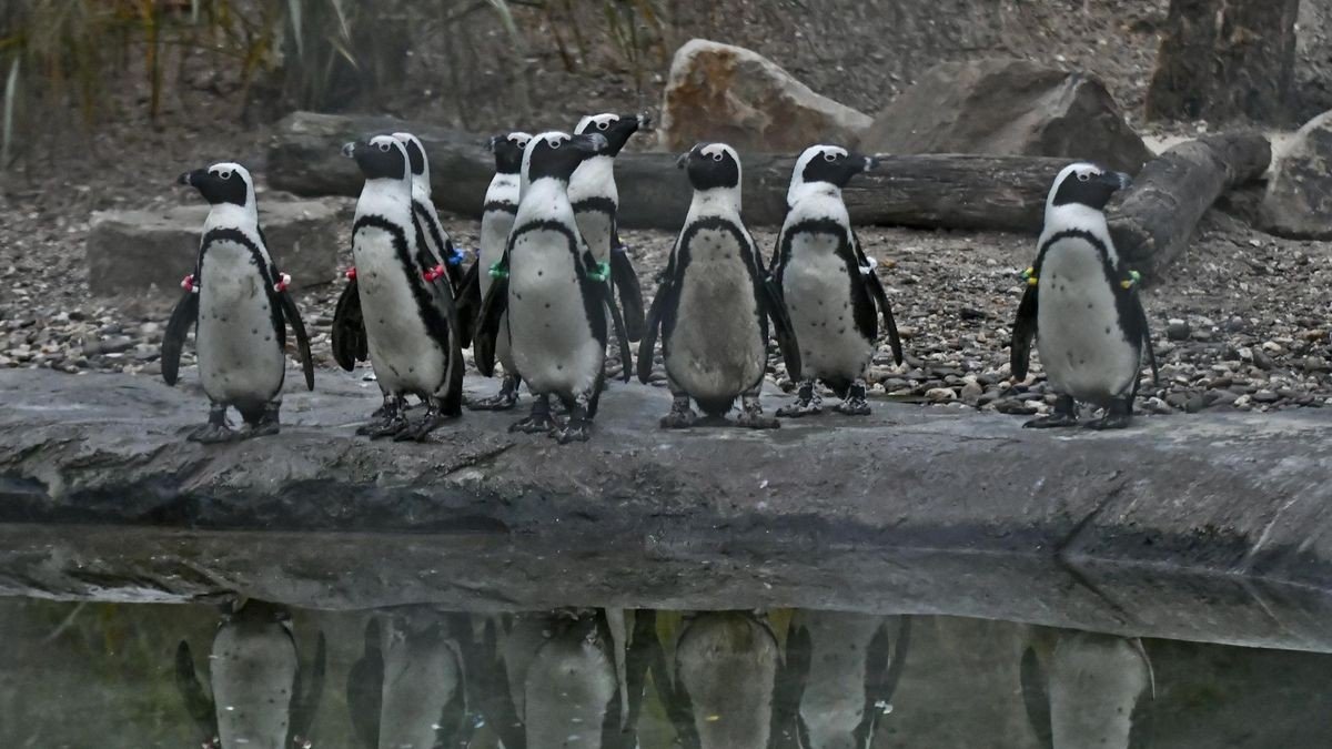 Im Allwetterzoo in Münster finden täglich verschiedene Tier-Fütterungen statt.