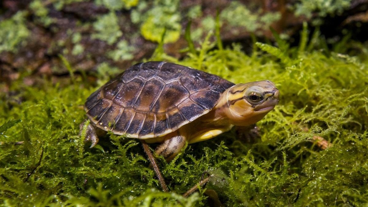 Im Allwetterzoo Münster wird die Schanierschildkröte im Internationalen Zentrum für Schildkrötenschutz vor dem Aussterben bewahrt.