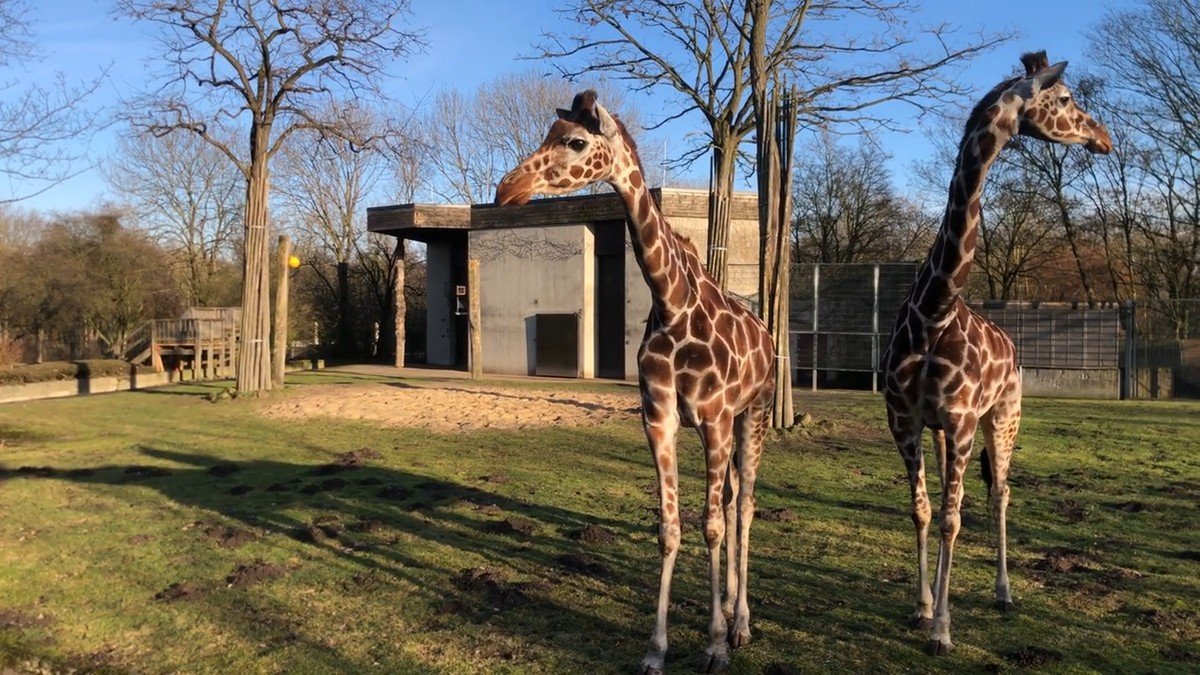 Im Allwetter Zoo Münster können auch Giraffen bestaunt werden.